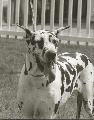 Titania De La Templerie