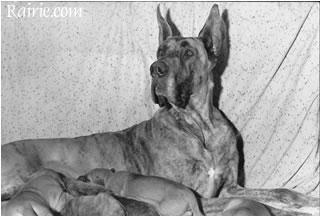 Ch Umbra De La Templerie