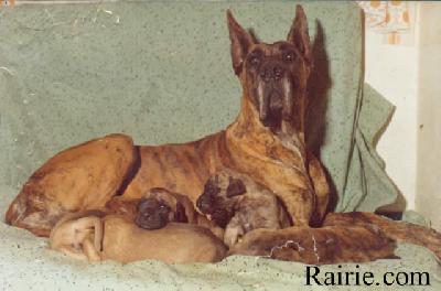 Ch Umbra De La Templerie