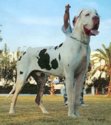 Lord Gandalf De La Templerie Baleare