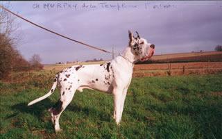 Ch Murphy De La Templerie Baleare