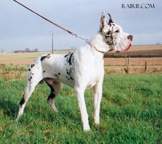 Ch Murphy De La Templerie Baleare