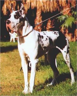 Ch Murphy De La Templerie Baleare