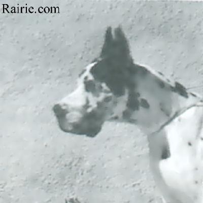 Chipie De La Templerie Gourdole