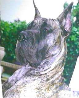 Ch Meghann De La Vallee Du Prieure