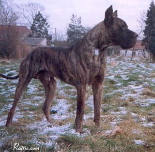 Ch Olios De L�ommegang