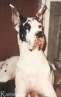 Ch Pilly De Morjasgan