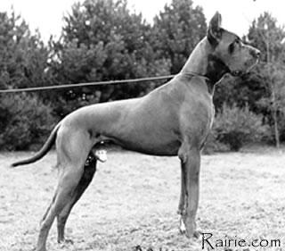 Ch Schwan De Paradis Park