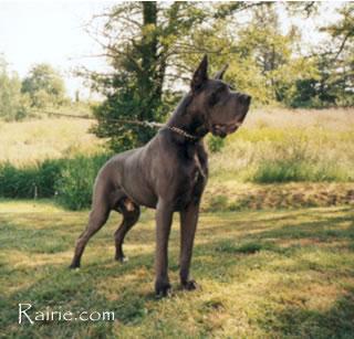 Ch Jaro De Saine Ville