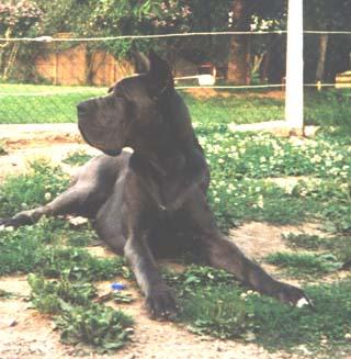 Ch Jaro De Saine Ville