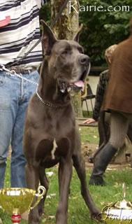 Ch Milton Del Eden Blue