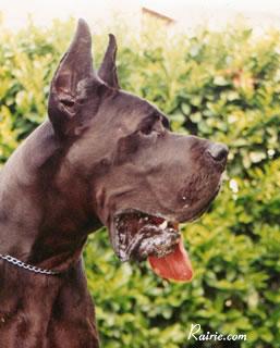 Ch Ilko Del Nord Ovest