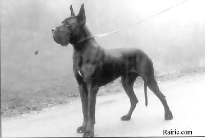 Johann Strauss Del Nord Ovest