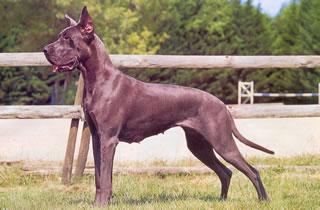 Ch Odinette B Della Baia Azzurra