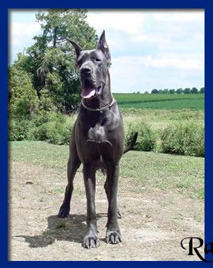 Ch Odinette B Della Baia Azzurra