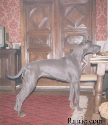 Ch Mercedes Delmor