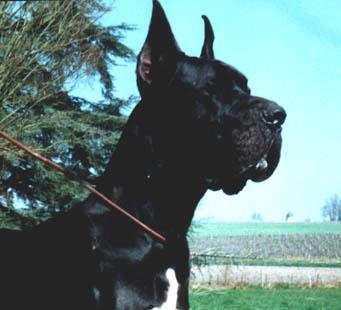 Ch Nasch Des Appolons De La Pile