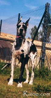 Noumeah Des Appolons De La Pile