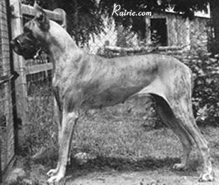 Ixia Des Bayonnelles