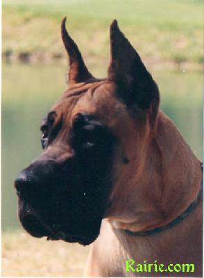 Haendelle Des Brumes De La Vallee Du Cher