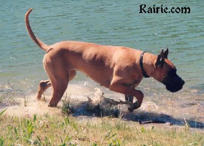 Haendelle Des Brumes De La Vallee Du Cher