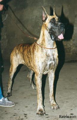 Moudjahiddine Des Brumes De La Vallee Du Cher