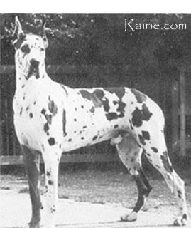 Ch Monarque Des Cavalcadours