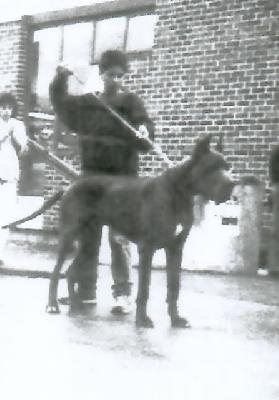 Ch Urvoi Des Fauvelles