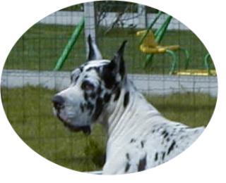 Miss Libertine Des Habits Rouges