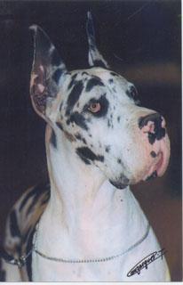 Ch Moon Ligth Des Habits Rouges