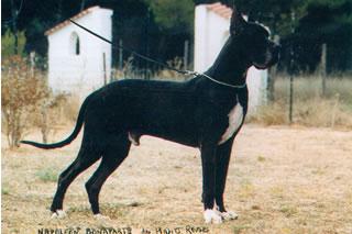 Ch Napoleon Bonaparte Des Habits Rouges