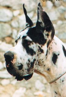 Ch Nirvana Des Habits Rouges