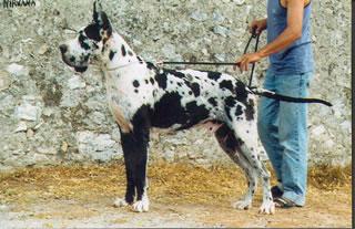 Ch Nirvana Des Habits Rouges