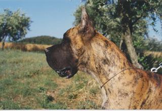 Pas De Doute Des Habits Rouges