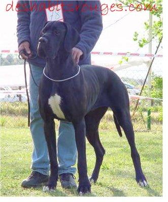 Ch Phidjie Des Habits Rouges