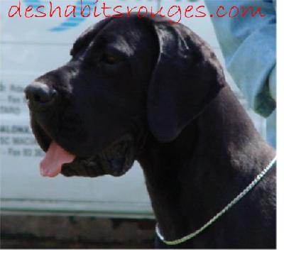 Ch Phidjie Des Habits Rouges