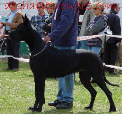 Ch Pome D�amour Des Habits Rouges