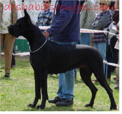 Ch Pome D�amour Des Habits Rouges