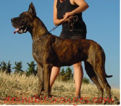 Ptite Cherie Des Habits Rouges