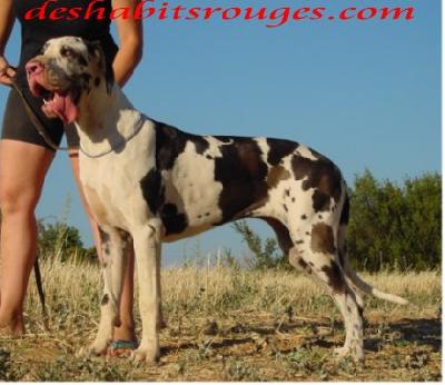 Raffikah Des Habits Rouges