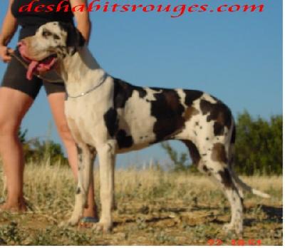 Raffikah Des Habits Rouges