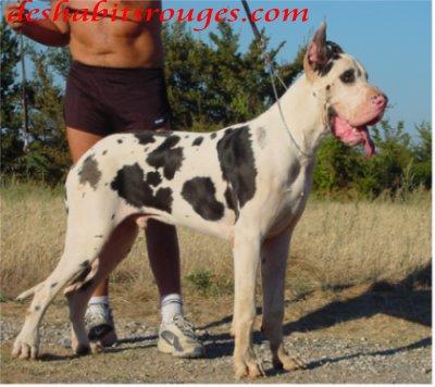 Rocket-man Des Habits Rouges