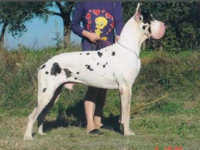 Schwarzenegger Des Habits Rouges