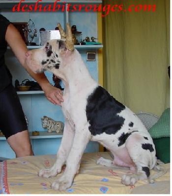 Schwarzenegger Des Habits Rouges