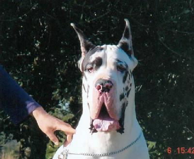 Schwarzenegger Des Habits Rouges