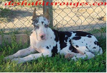 Sharon Stone Des Habits Rouges