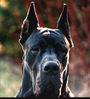 Flasch Des Landes Du Chatenet
