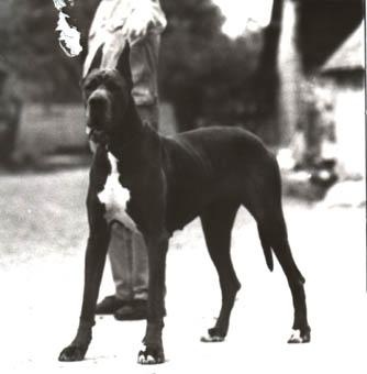 Griotte Des Landes Du Chatenet