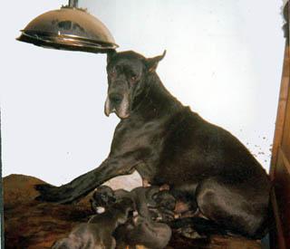 Iaschka Des Landes Du Chatenet