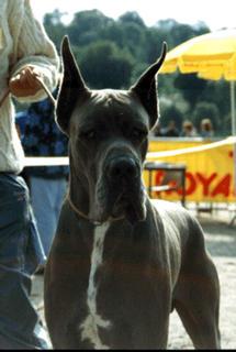 Ioms Des Landes Du Chatenet